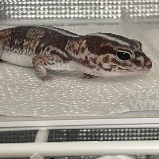 おっとりニシアフ(ノーマル)の男の子