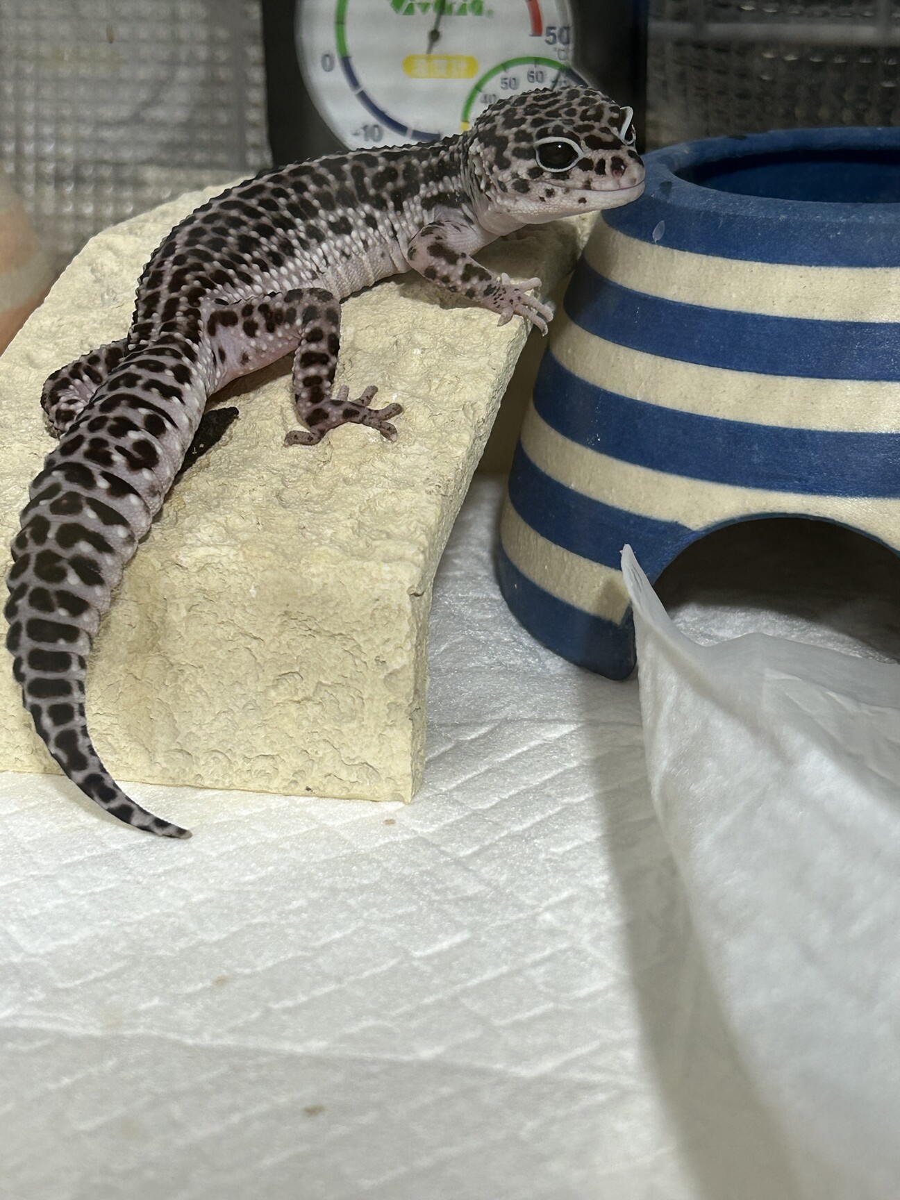 レオパのスパマク(女の子)」神奈川県 - 爬虫類・他の里親募集(481401