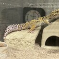 体格の良い男の子のレオパ