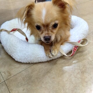 【トライアル予定有】