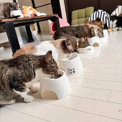 僕らの譲渡会『ハレルヤ』 サムネイル3