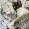 にゃんここりん