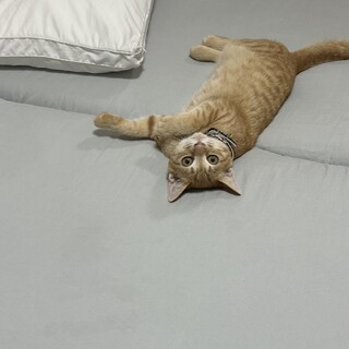 まだまだ赤ちゃんな茶トラくん