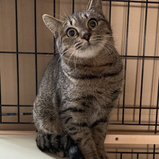 おとなしいキジ子ちゃん、8ヶ月