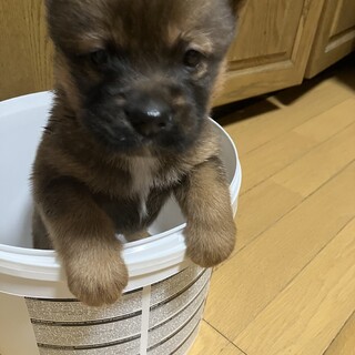 一旦募集停止小さな小さな男の子