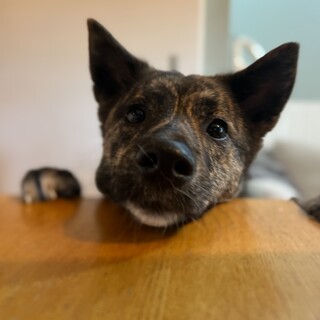 美しく優しい野犬の子ちびちゃん♀（雑種犬）