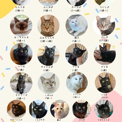 動物病院の保護猫譲渡会 サムネイル2