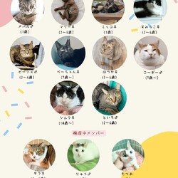 動物病院の保護猫譲渡会 サムネイル3