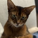 アビシニアンのメス猫ちゃん