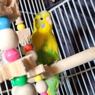 セキセイインコ　2歳