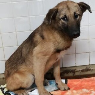 処分対象　収容期限1/19迄