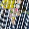 セキセイインコ　2歳 サムネイル2