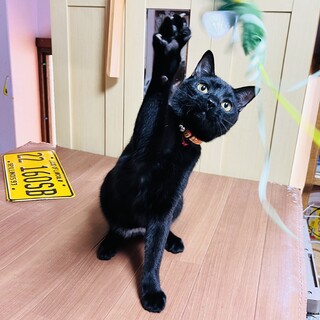 おもちゃですぐ仲良し！可愛い黒猫さん！【尼崎市】