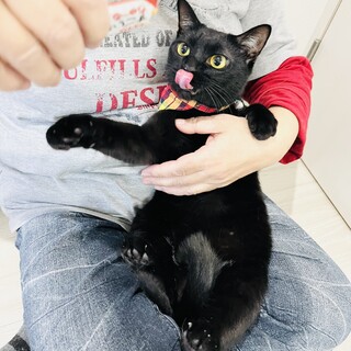 とっても美猫！甘々な可愛い女の子！【尼崎市】