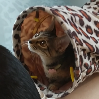 薄めサビ柄オメメぱっちり美猫女子動画UP