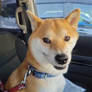 急募！柴犬　３歳男の子