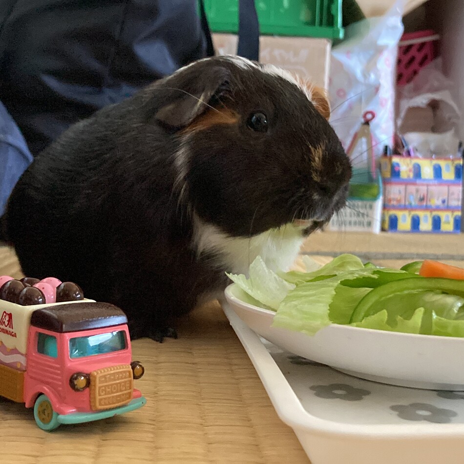 ベニーのカバー写真