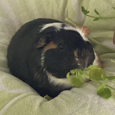 冬限定 大好きなセリ♡       ᑎ ᑎ    ♡        (  ˶ᐢᗜᐢ˶)つ      ⊂♡        |    ♡          　    |   ＿＿ꓛ   ♡         ᑌ