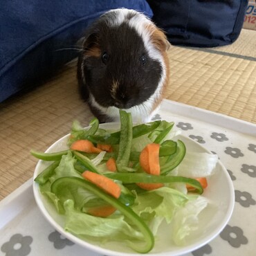 1歳のお誕生日 野菜サラダでお祝い！