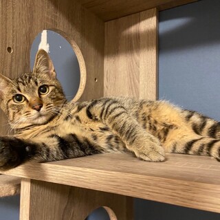 蹴られたり怖い思いもしてきたキジトラ君