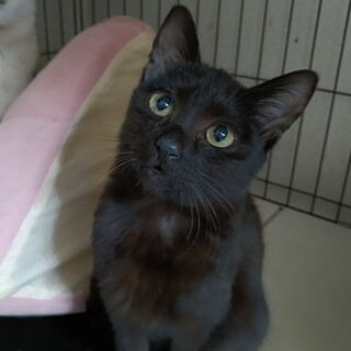 年末保護の姉妹♡いく年くる年くるみちゃん