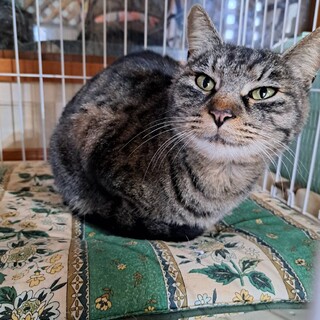 ご年配の方向けすりごろキジトラちゃん５歳