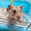 元気いっぱい♡ハムスターのララちゃん