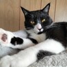 飼い主を毛繕いし一緒に寝たい甘えん坊！