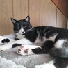 飼い主を毛繕いし一緒に寝たい甘えん坊！