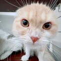 心臓病あり。スコティッシュ10ヶ月女の子