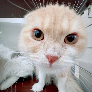 心臓病あり。スコティッシュ10ヶ月女の子