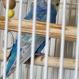 セキセイインコ　2歳