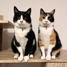 なっちゃう