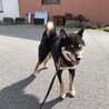 コタロ－★柴５歳オス★岐阜～室内飼い サムネイル2