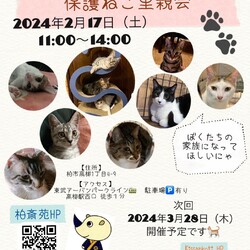 柏斎苑保護ねこ里親会 サムネイル1