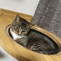【去勢ノミダニ駆除混合ワクチン済み】白靴下のキジ白
