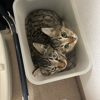 凍てつく寒さの中お外はイヤです