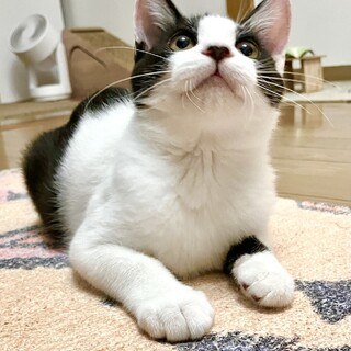 見事なハチワレ！呼ぶと来る♪甘えん坊のチロル君