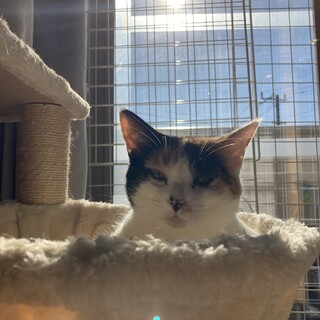 弱虫だーこちゃん