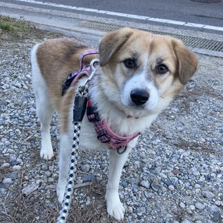 保健所からレスキュー！　かわいいシナモン！