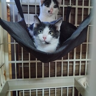 ２匹で寄り添う兄弟の白黒子猫