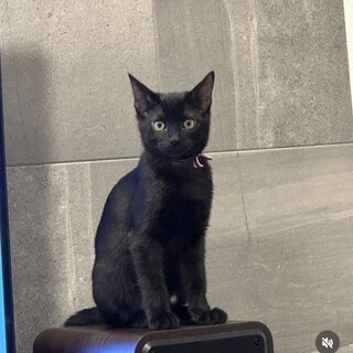 パルくんと一緒に❤️人懐っこい黒猫はなちゃん