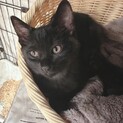 はなちゃんと一緒に❤️黒猫パルくん