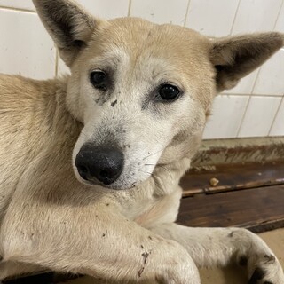 収容に期限あり！1／23（火）緊急！