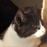 白黒ハチワレ顎ひげ？　ナッツ君 サムネイル3
