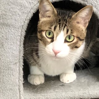 キジ白☆ミントくん