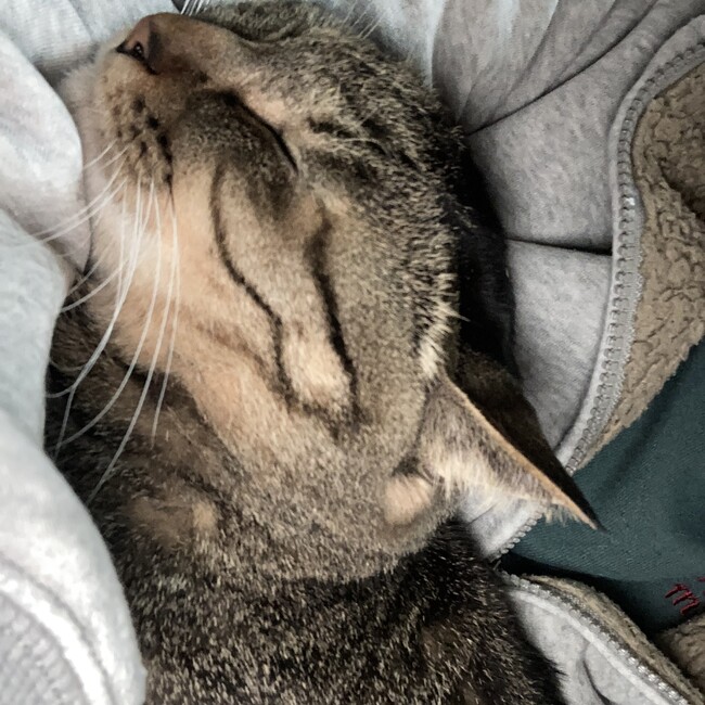 yuramのカバー写真