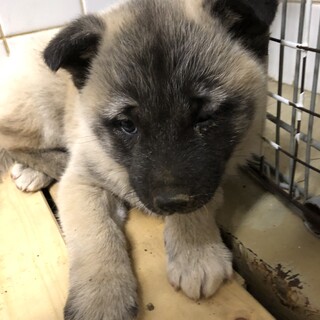 緊急！子犬が収容されています！