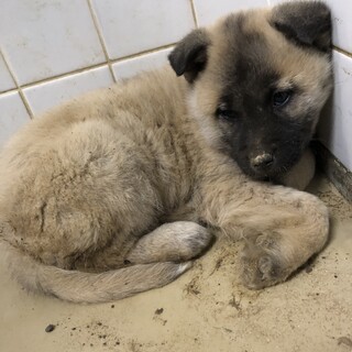 緊急！子犬が収容されています！