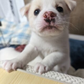 1ヶ月のふわふわかわいい「ラテくん」